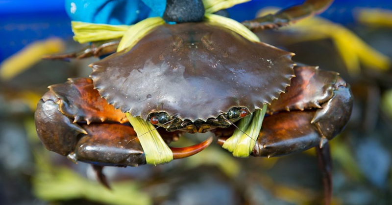 Thịt cua biển chứa nhiều canxi, photpho, omega-3,.. tốt cho sức khỏe của cả mẹ và bé (Ảnh: Sưu tầm Internet)