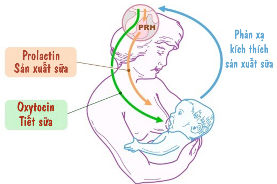 Các phản xạ tự nhiên của nguồn sữa mẹ (Ảnh: Sưu tầm Internet)