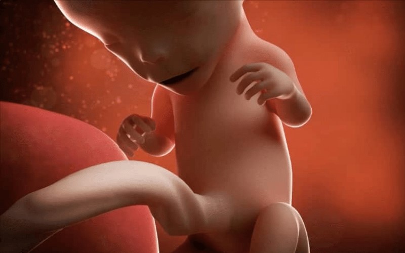 Thai nhi ở tháng thứ 3. (Ảnh: Sưu tầm Internet)