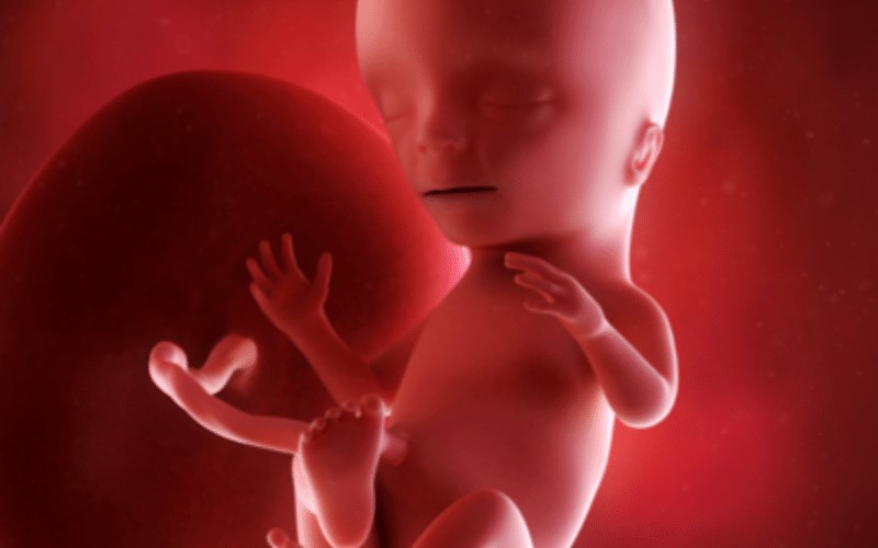 Thai nhi 4 tháng tuổi. (Ảnh: Sưu tầm Internet)