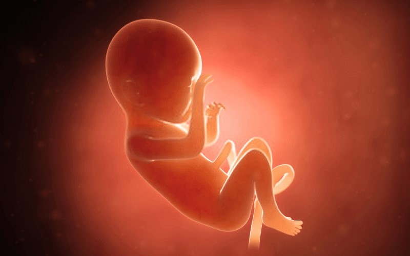 Thai nhi tháng thứ 7. (Ảnh: Sưu tầm Internet)