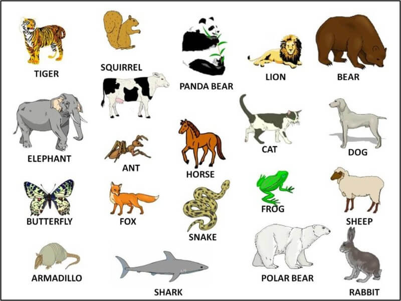 Từ vựng tiếng Anh cho bé 4 tuổi về Động vật (Animals). (Ảnh: Sưu tầm Internet)