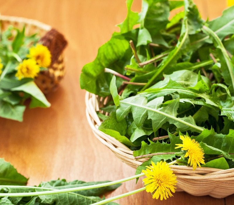 Uống nước lá bồ công anh giúp sữa mẹ về nhiều, giàu dưỡng chất (Ảnh: Sưu tầm Internet)