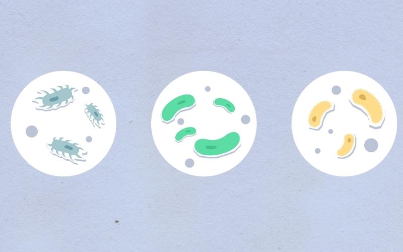 Virus, vi khuẩn xâm nhập tinh hoàn. (Ảnh: Sưu tầm Internet)