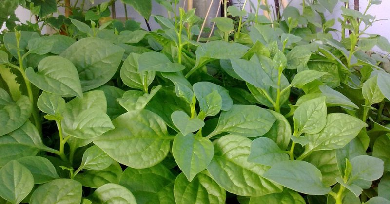 Rau mồng tơi rất mát và tốt cho tiêu hóa của mẹ bỉm (Ảnh sưu tầm Internet)