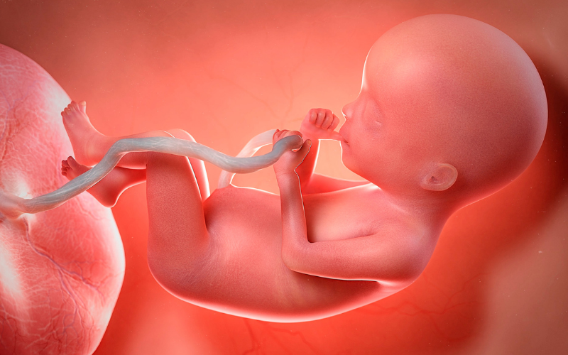 Ảnh hưởng của nhau thai đến mẹ bầu. (Ảnh: Canva.com)