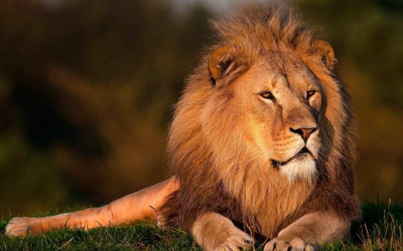 Dùng hình ảnh minh họa dạy trẻ cách phát âm chữ ư. (Ảnh: Sưu tầm Internet)