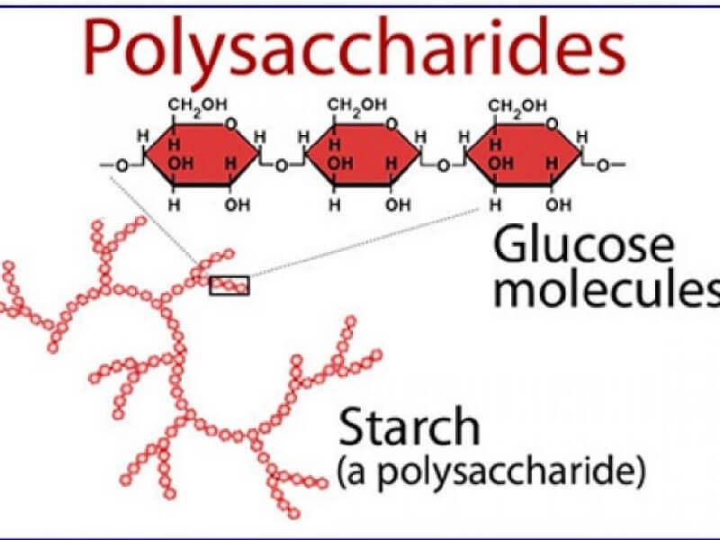 Chuỗi phân tử của hoạt chất polysaccharides. (Ảnh: Sưu tầm Internet)
