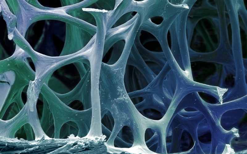 Chất xơ inulin hỗ trợ xương chắc khỏe và phát triển tốt. (Ảnh: Sưu tầm Internet)