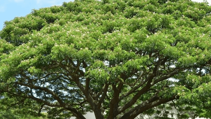 Cây me tây: Tập làm văn tả cây cối. (Ảnh: Sưu tầm Internet)