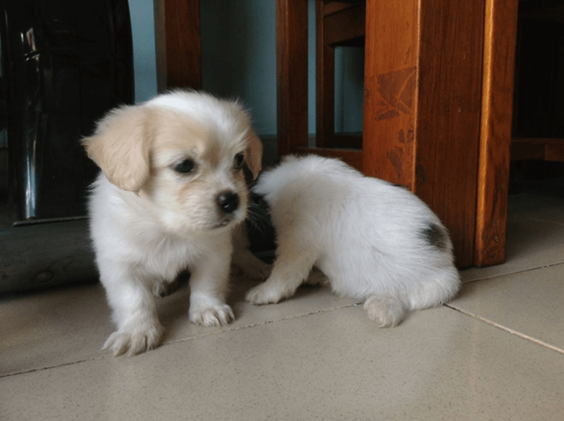 Mẫu 1 tập làm văn tả con chó. (Ảnh: Sưu tầm Internet)