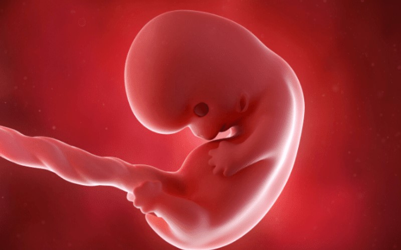 Thai nhi 2 tháng tuổi. (Ảnh: Sưu tầm Internet)