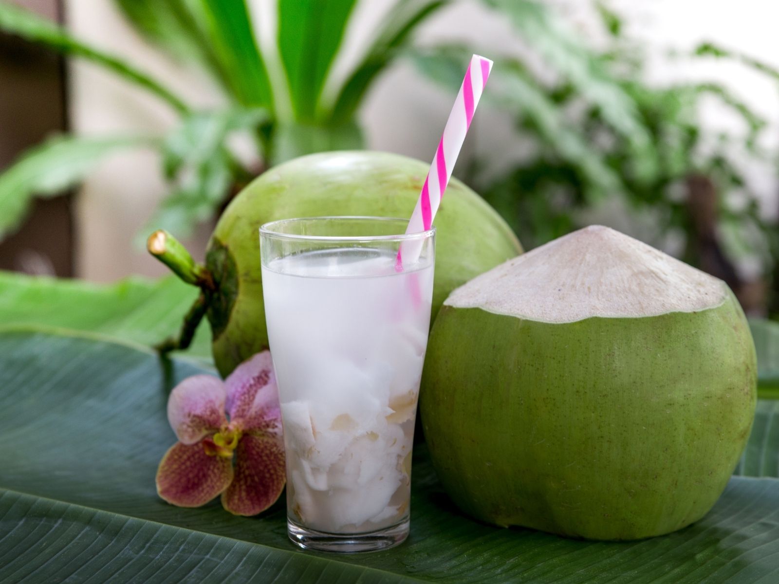 Người mang thai bị tiểu đường có nên uống nước dừa? (Ảnh: Sưu tầm Internet)