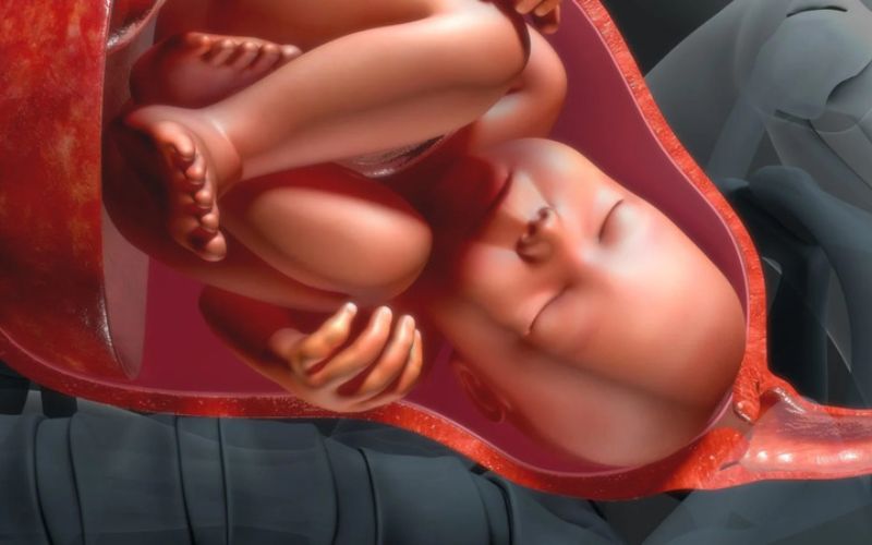 Tử cung giãn nở chuẩn bị cho sự chào đời của em bé. (Ảnh: Sưu tầm Internet)