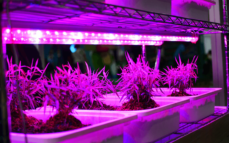 Vai trò của ánh sáng xanh tím trong quá trình quang hợp. (Ảnh: Sưu tầm Internet)