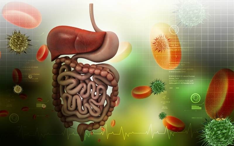 Chuối giúp tăng cường hệ tiêu hóa. (Ảnh: Sưu tầm Internet)