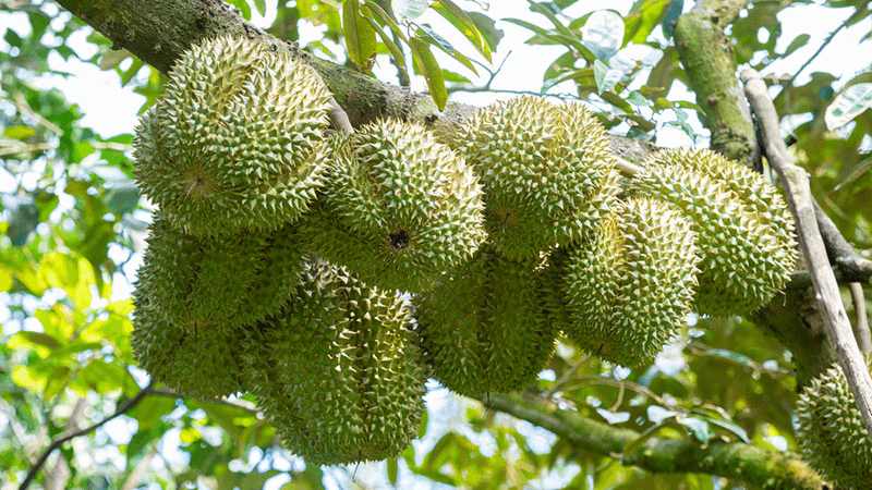 Cây sầu riêng: Tập làm văn tả cây cối. (Ảnh: Sưu tầm Internet)