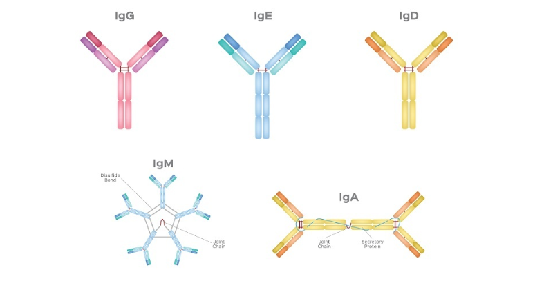 Các kháng thể trong sữa mẹ giúp bảo vệ trẻ khỏi các tác nhân gây bệnh (Ảnh: Sưu tầm Internet)