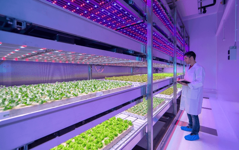 Tác động thực tế của ánh sáng xanh tím đến cây trồng. (Ảnh: Sưu tầm Internet)