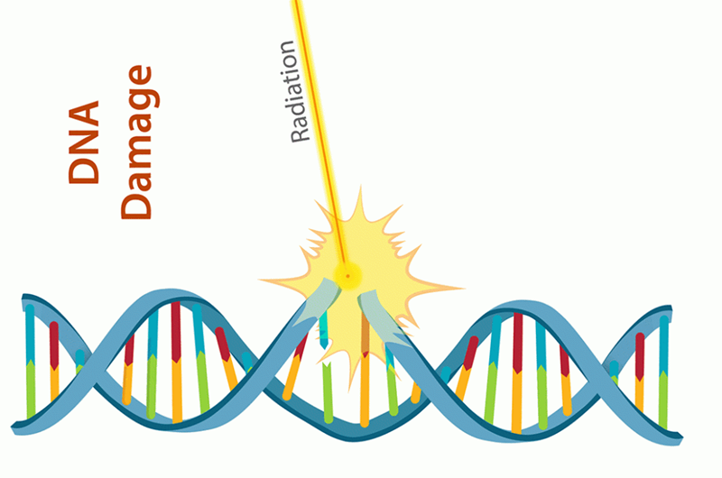 Tác động của bức xạ ion hóa đến tế bào. (Ảnh: Sưu tầm Internet)