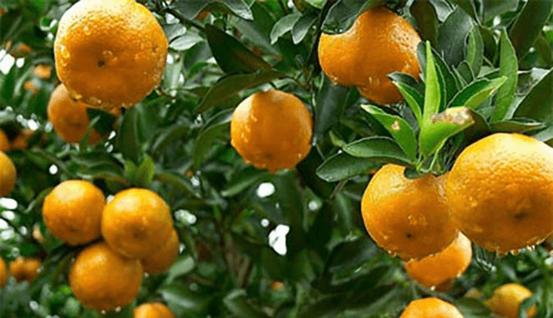 Cây quýt: Tập làm văn tả cây cối. (Ảnh: Sưu tầm Internet)