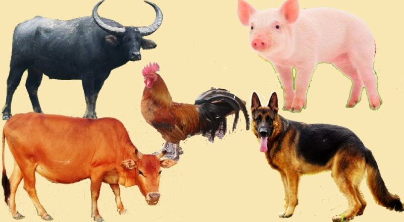 5 con vật thân quen với các bạn nhỏ. (Ảnh: youtube.com)