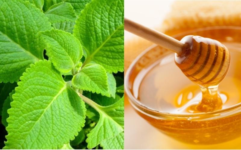Lá húng chanh hấp mật ong giúp giảm ho hiệu quả. (Ảnh: Sưu tầm Internet)