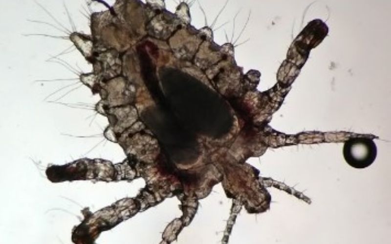 Rận mu ký sinh trên da người. (Ảnh: Sưu tầm internet)