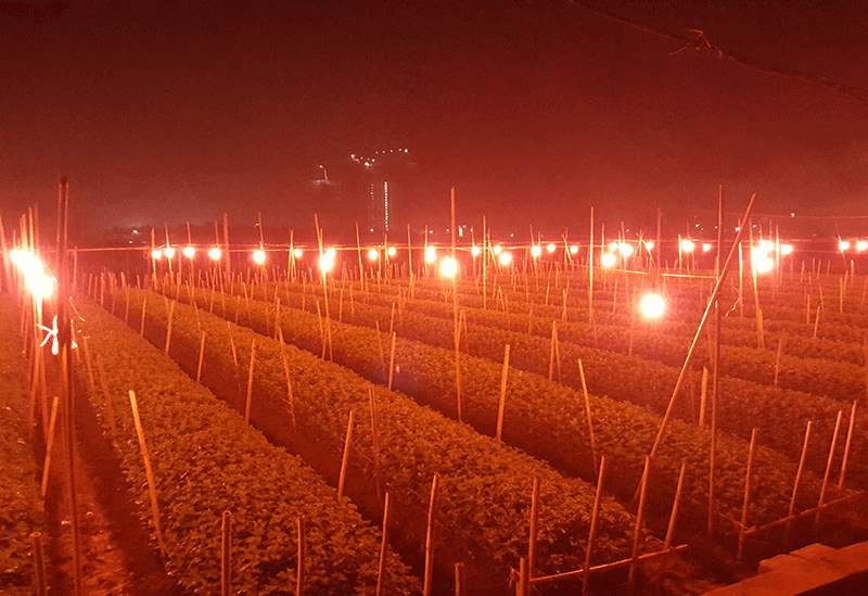 Ứng dụng thực tiễn của ánh sáng đơn sắc trong nông nghiệp. (Ảnh: Sưu tầm Internet)