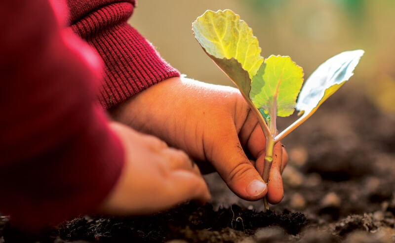 Dạy bé kiến thức về chu kỳ như  vòng đời của một cái cây. (Ảnh: Sưu tầm Internet)