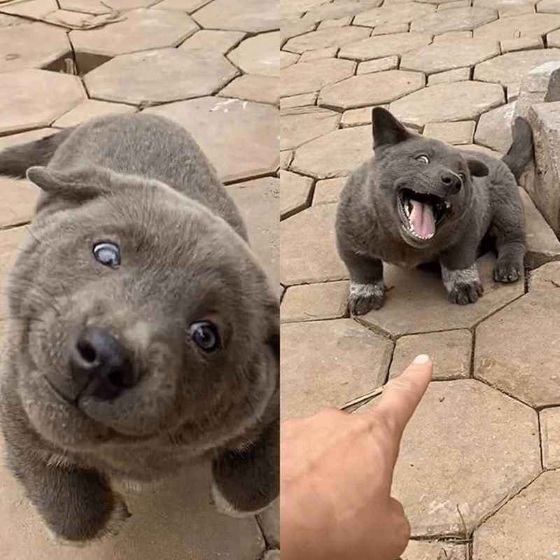 Người bạn đồng hành trung thành. (Ảnh: Sưu tầm Internet)