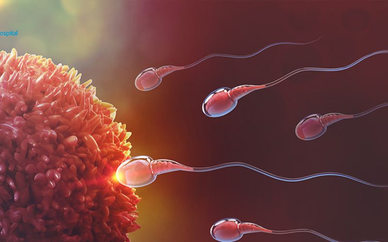 Tinh trùng gặp trứng. (Ảnh: Sưu tầm Internet)