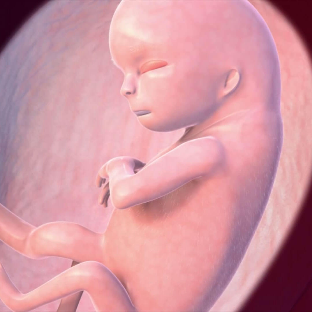 Sự phát triển của thai nhi ở tuần thứ 13. (Ảnh: Sưu tầm Internet)