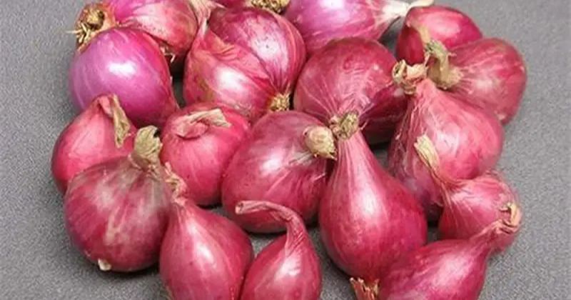 Đắp hành tím là mẹo dân gian hiệu quả giúp mẹ bỉm chữa tắc tia sữa (Ảnh: Sưu tầm Internet)