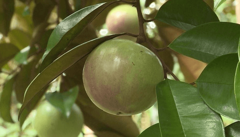 Cây vú sữa: Tập làm văn tả cây cối. (Ảnh: Sưu tầm Internet)