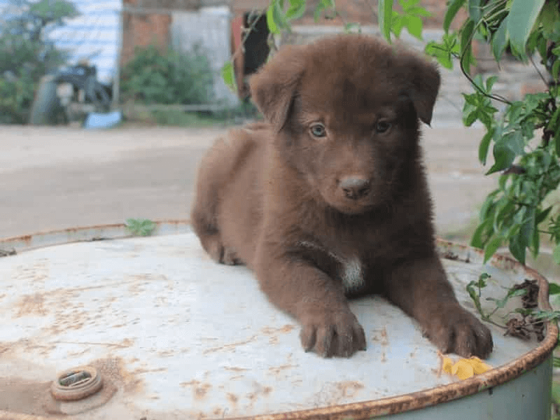 Người bạn vô giá. (Ảnh: Sưu tầm Internet)