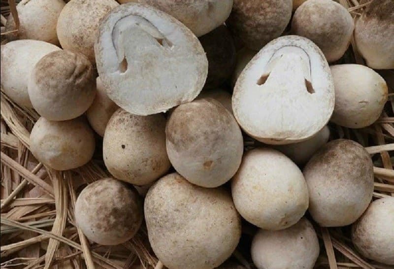 Nấm. (Ảnh: Sưu tầm Internet)