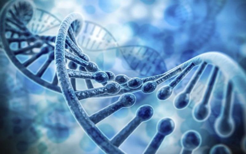 Nuôi cấy phôi nang. (Ảnh: Sưu tầm Internet)