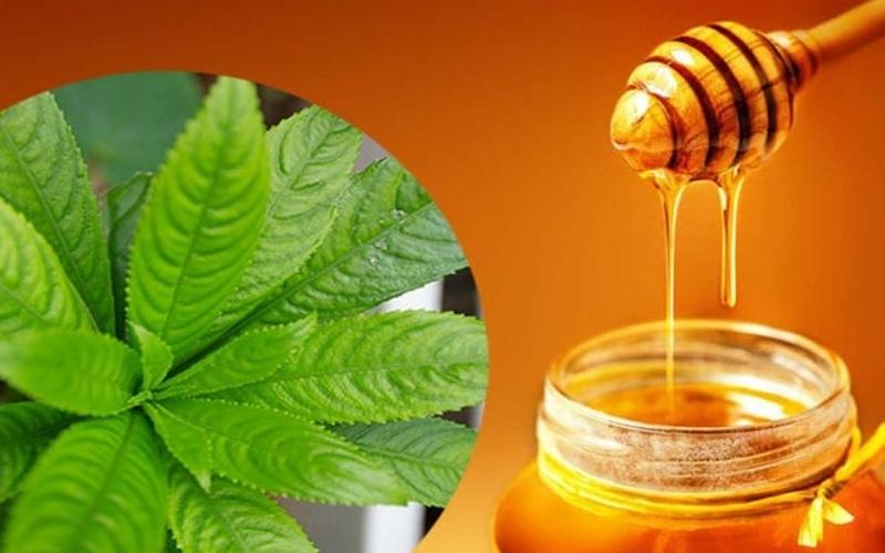 Lá xương sông hấp mật ong giúp giảm ho hiệu quả. (Ảnh: Sưu tầm Internet)