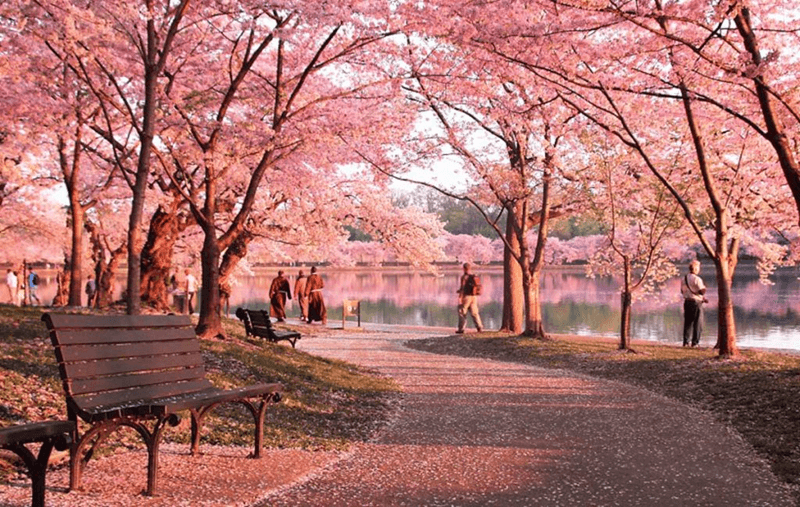 Mẫu bài giới thiệu mùa xuân. (Ảnh: Sưu tầm Internet)