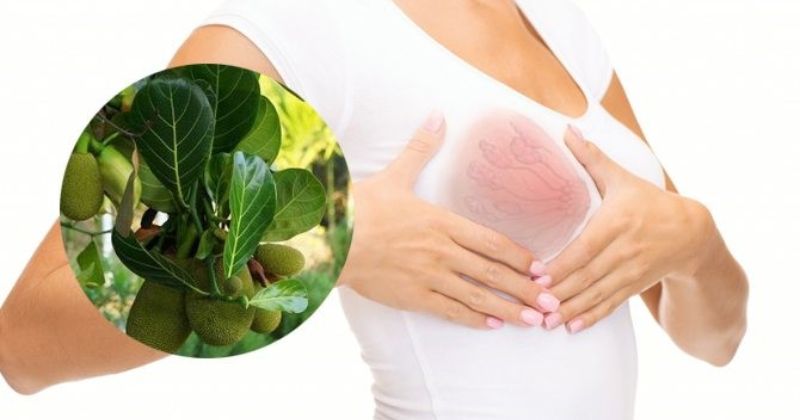 Hơ nóng lá mít và đắp lên ngực sẽ giúp các mẹ cải thiện tình trạng tắc tia sữa (Ảnh: Sưu tầm Internet)