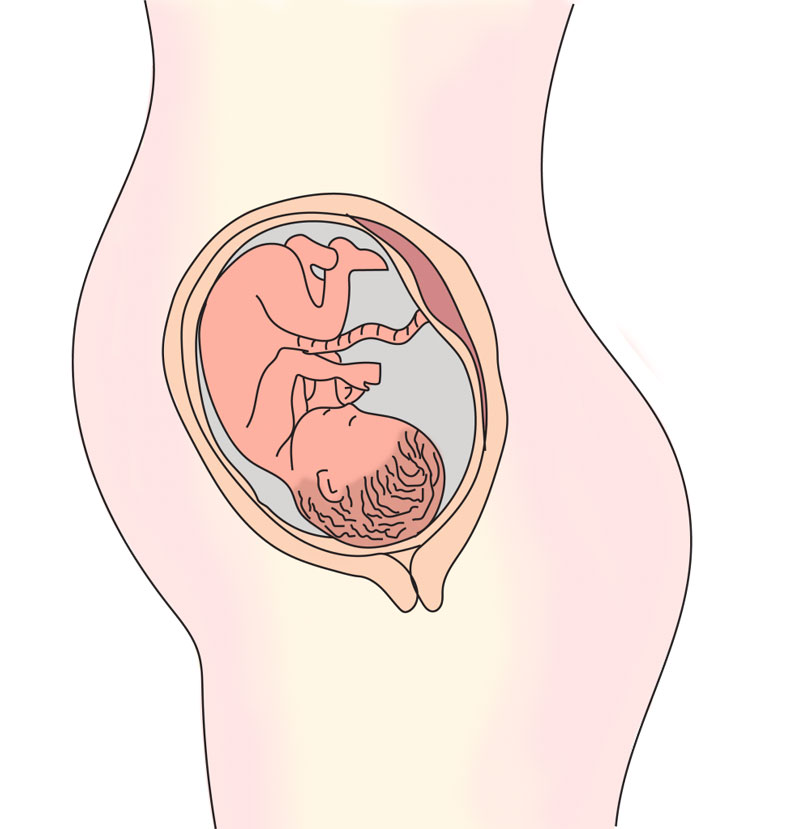 Sự phát triển của thai nhi tháng thứ 6. (Ảnh: Sưu tầm Internet)