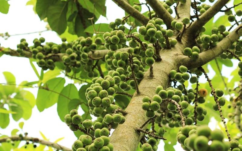 Hàm lượng chất xơ và canxi có trong quả sung cao rất tốt cho bà bầu. (Ảnh: Sưu tầm Internet)