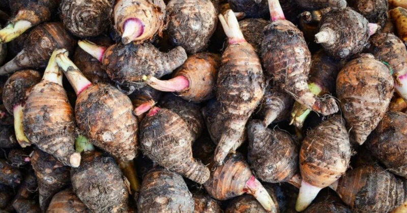 Các mẹ nên chú ý sơ chế phần mầm khoai môn để tránh bị ngộ độc (Ảnh: Sưu tầm Internet)