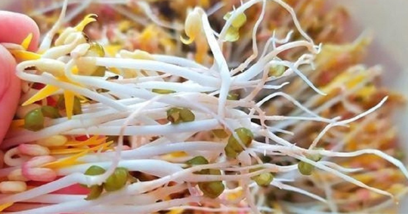 Các mẹ cần quan sát kỹ hình dáng, kích thước, màu sắc và rễ để chọn được những loại giá đỗ ngon, sạch và an toàn  (Ảnh: Sưu tầm Internet)