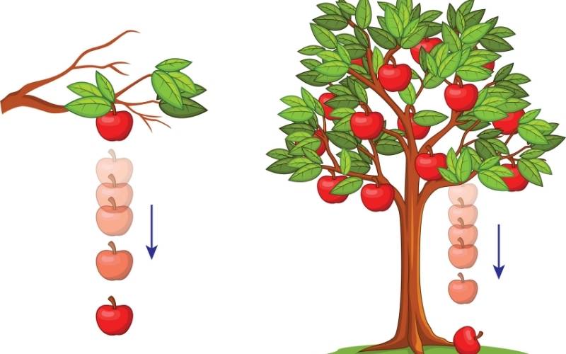 Trọng lực là gì? (Ảnh: Shutterstock.com)