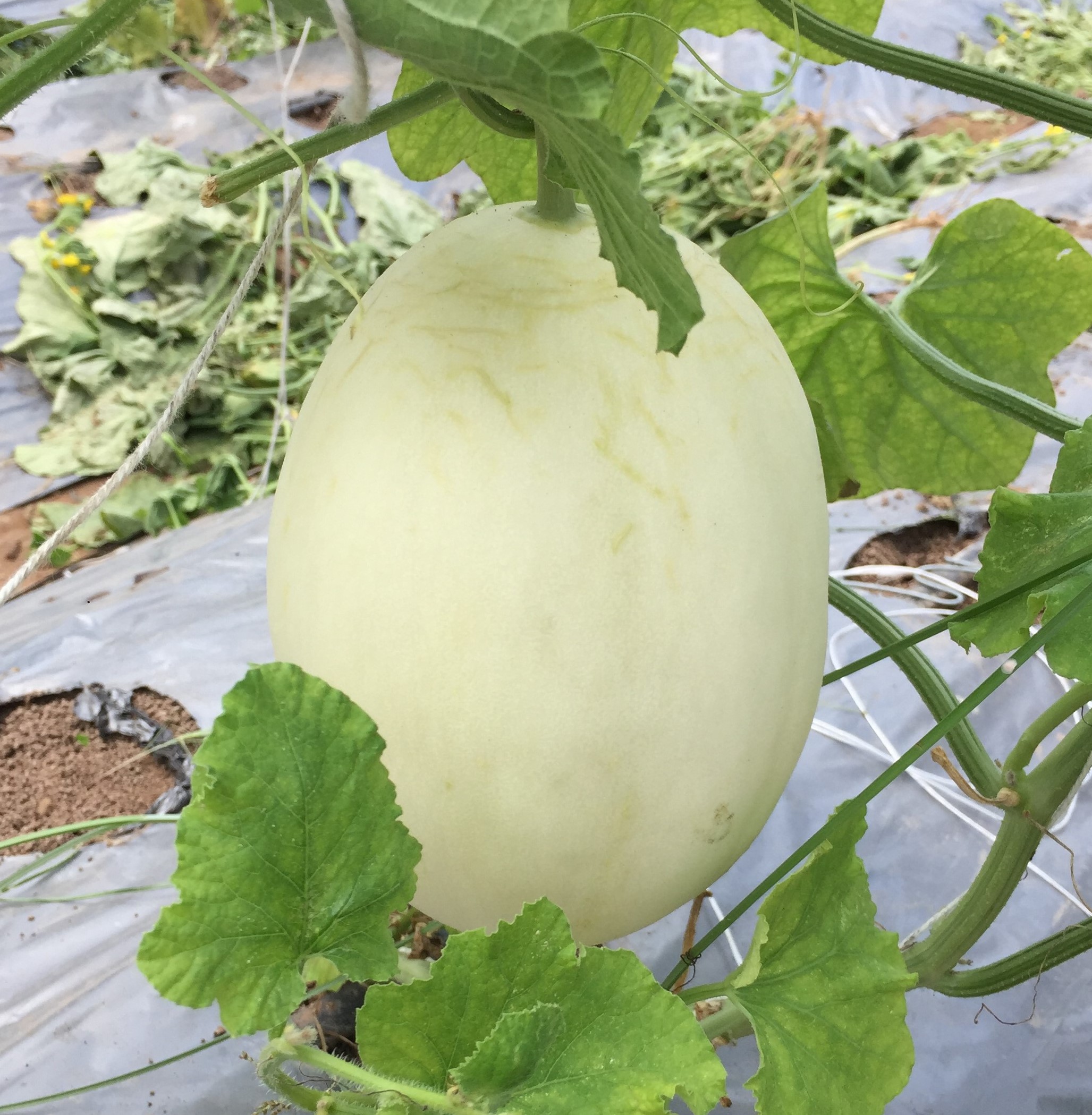 Dưa lê chứa nhiều chất dinh dưỡng tốt cho cơ thể. (Ảnh: Sưu tầm Internet)