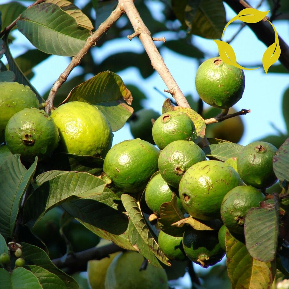 Ổi có nhiều công dụng tốt với sức khỏe. (Ảnh: Sưu tầm Internet)