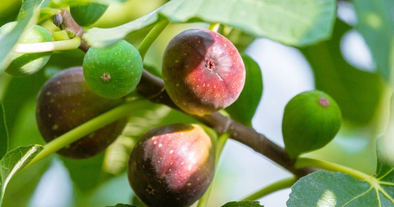 Một số lưu ý khi ăn sung sau khi sinh (Ảnh: Sưu tầm Internet)