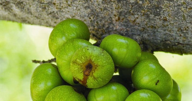 Quả sung ta rất tốt cho bà đẻ, đang cho con bú (Ảnh: Sưu tầm Internet)